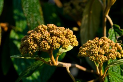 Viburnum rhytidophyllum - kalina vrásčitolistá - květenství